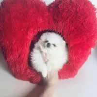 (Xx small) Tcup Princess Frozen Bear , a female Pomeranian for sale in Houston, TX – Photo 8 of 10