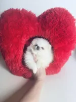 Tcup Princess Frozen Bear , a female Pomeranian for sale in Houston, TX – Photo 8 of 10