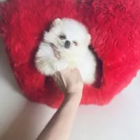 (Xx small) Tcup Princess Frozen Bear , a female Pomeranian for sale in Houston, TX – Photo 3 of 10