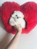 Tcup Princess Frozen Bear , a female Pomeranian for sale in Houston, TX – Photo 3 of 10