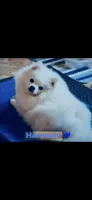 (Xx small) Tcup Princess Frozen Bear , a female Pomeranian for sale in Houston, TX – Photo 10 of 10