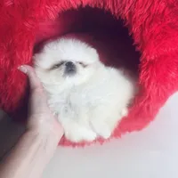 (Xx small) Tcup Princess Frozen Bear , a female Pomeranian for sale in Houston, TX – Photo 9 of 10