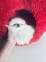 Tcup Princess Frozen Bear , a female Pomeranian for sale in Houston, TX – Photo 9 of 10