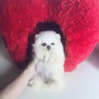 (Xx small) Tcup Princess Frozen Bear , a female Pomeranian for sale in Houston, TX – Photo 10 of 10