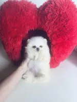 Tcup Princess Frozen Bear , a female Pomeranian for sale in Houston, TX – Photo 10 of 10