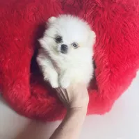 (Xx small) Tcup Princess Frozen Bear , a female Pomeranian for sale in Houston, TX – Photo 6 of 10