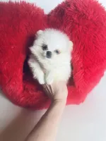 Tcup Princess Frozen Bear , a female Pomeranian for sale in Houston, TX – Photo 6 of 10