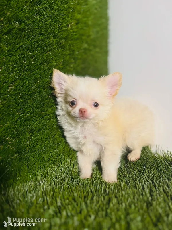 Teacup Tiny sz. Cloud NINE pics 10/27/26., a male Chihuahua for sale in Houston, TX – 1 of 9