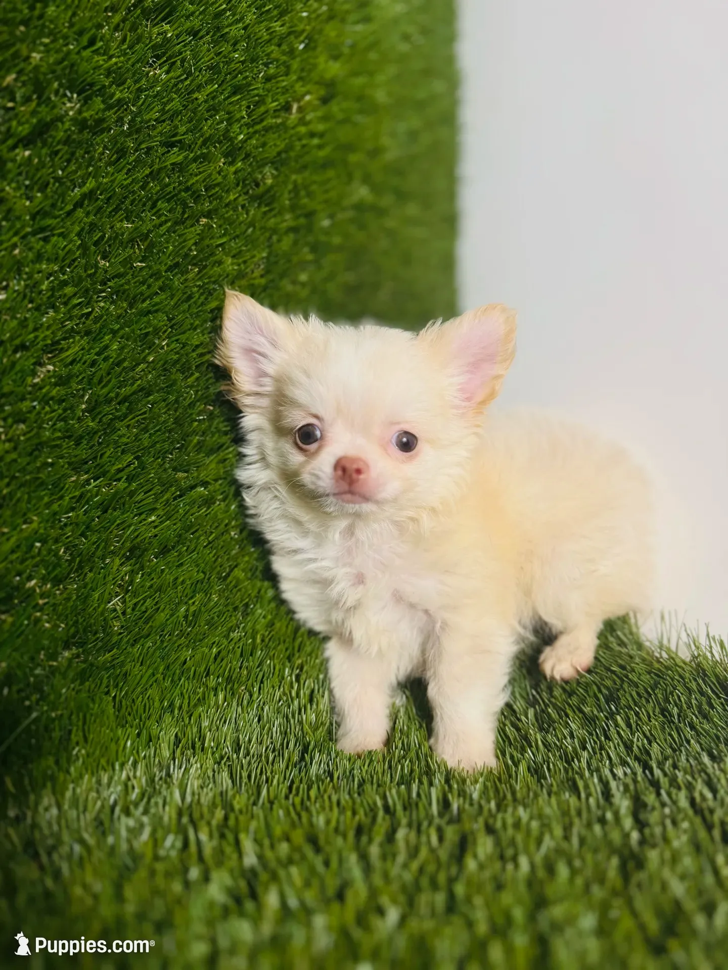 Teacup Tiny sz. Cloud NINE pics 10/27/26., a male Chihuahua for sale in Houston, TX – 1 of 9