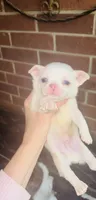 Qifrey , a male Chihuahua for sale in Houston, TX – 3 of 6