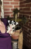 Birkin , a female Chihuahua for sale in Houston, TX – 5 of 10