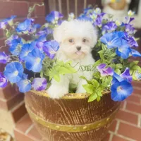 Darling Darla, a female Shihpoo and Shih Tzu for sale in Houston, TX – Photo 10 of 10