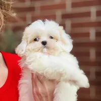 Darling Darla, a female Shihpoo and Shih Tzu for sale in Houston, TX – Photo 5 of 10