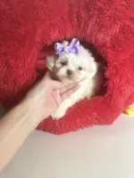 processed/d04018d9-b56d-442c-a28d-34e6acbf197e/listing/147491ce-97db-419e-b9ed-e3b3b81a5b06/4aebf7bd-ff55-4a1c-a131-aed607dab1e4