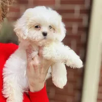 Darling Darla, a female Shihpoo and Shih Tzu for sale in Houston, TX – Photo 7 of 10