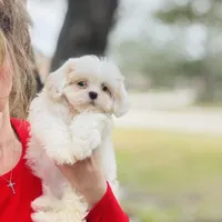 Darling Darla, a female Shihpoo and Shih Tzu for sale in Houston, TX – Photo 6 of 10
