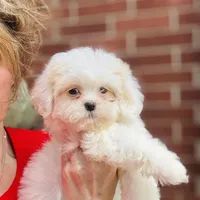 Darling Darla, a female Shihpoo and Shih Tzu for sale in Houston, TX – Photo 4 of 10