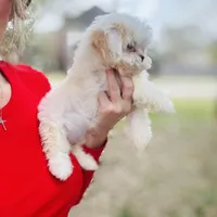 Darling Darla, a female Shihpoo and Shih Tzu for sale in Houston, TX – Photo 3 of 10