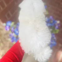 Darling Darla, a female Shihpoo and Shih Tzu for sale in Houston, TX – Photo 9 of 10