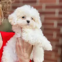 Darling Darla, a female Shihpoo and Shih Tzu for sale in Houston, TX – Photo 1 of 10