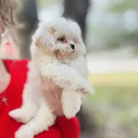 Darling Darla, a female Shihpoo and Shih Tzu for sale in Houston, TX – Photo 2 of 10