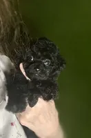 Velvet , a female Poodle - Toy  for sale in Houston, TX – 2 of 10