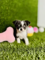 Zoe, a female Chihuahua for sale in Houston, TX – 7 of 10