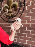 Buttercup Teacup Small Apple head , a female Chihuahua for sale in Houston, TX – 3 of 9