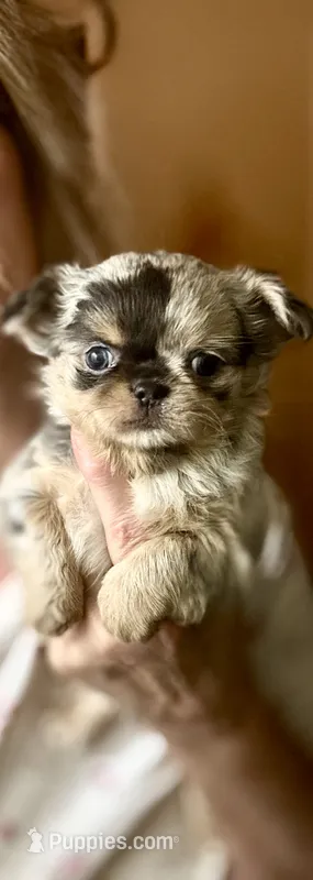 AKC Pitter Platter SPLATTER 🫟  – Chihuahua puppy for sale in Houston, TX