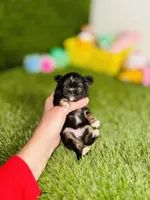 AKC Pocket Teacup Hello Kitty , a female Chihuahua for sale in Houston, TX – 6 of 10