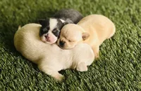 Teacup Rain Drop , a female Chihuahua for sale in Houston, TX – 4 of 10