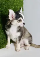 Libby Lou , a female Chihuahua for sale in Houston, TX – 4 of 10