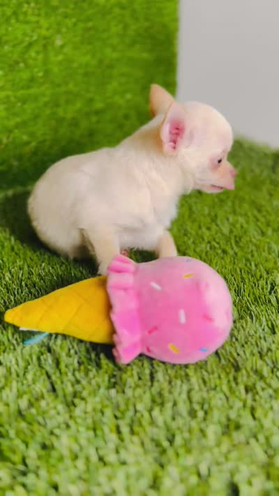 Kilo update 10/10/26, a male Chihuahua for sale in Houston, TX – 10 of 10