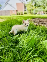 Biscuit , a male Chihuahua for sale in Houston, TX – 6 of 10