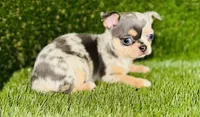 Bubbles blue merle blue eye, a female Chihuahua for sale in Houston, TX – 7 of 10