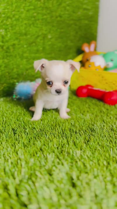 Opal, a female Chihuahua for sale in Houston, TX – 8 of 8