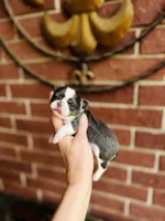 Teacup Rain Drop , a female Chihuahua for sale in Houston, TX – 2 of 10