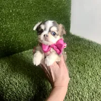 PuppyCakes , a female Chihuahua for sale in Houston, TX – 4 of 10