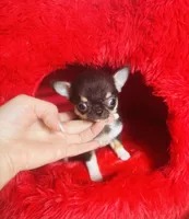Kingsley   Tri colored, a male Chihuahua for sale in Houston, TX – Photo 4 of 10
