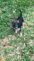 Micro Kingsley   Tri colored, a male Chihuahua for sale in Houston, TX – Photo 9 of 10