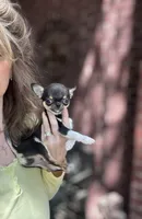 Kingsley   Tri colored, a male Chihuahua for sale in Houston, TX – Photo 9 of 10