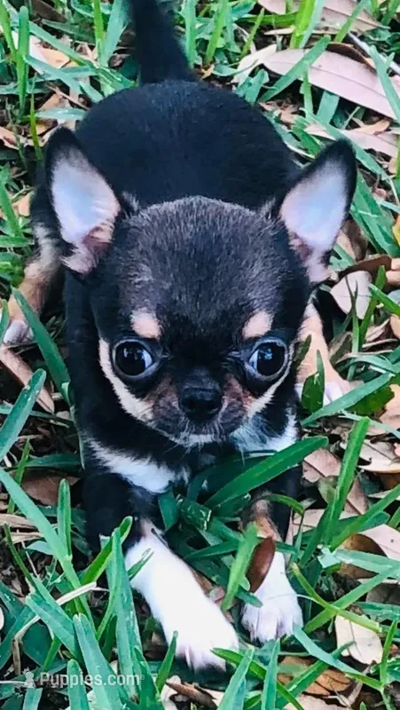 Kingsley   Tri colored – Chihuahua puppy for sale in Houston, TX