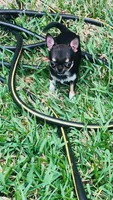 Micro Kingsley   Tri colored, a male Chihuahua for sale in Houston, TX – Photo 8 of 10