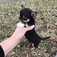 Kingsley   Tri colored, a male Chihuahua for sale in Houston, TX – Photo 2 of 10