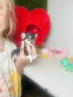 Kingsley   Tri colored, a male Chihuahua for sale in Houston, TX – Photo 5 of 10