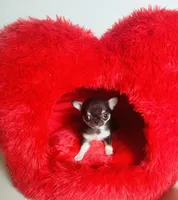 Kingsley   Tri colored, a male Chihuahua for sale in Houston, TX – Photo 9 of 10