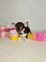 Kingsley   Tri colored, a male Chihuahua for sale in Houston, TX – Photo 7 of 10