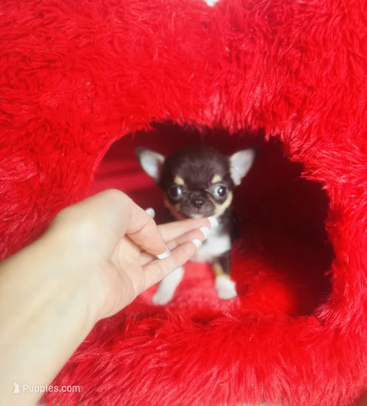 Kingsley   Tri colored