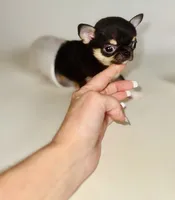 Kingsley   Tri colored, a male Chihuahua for sale in Houston, TX – Photo 6 of 10