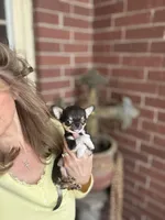 Kingsley   Tri colored, a male Chihuahua for sale in Houston, TX – Photo 7 of 10